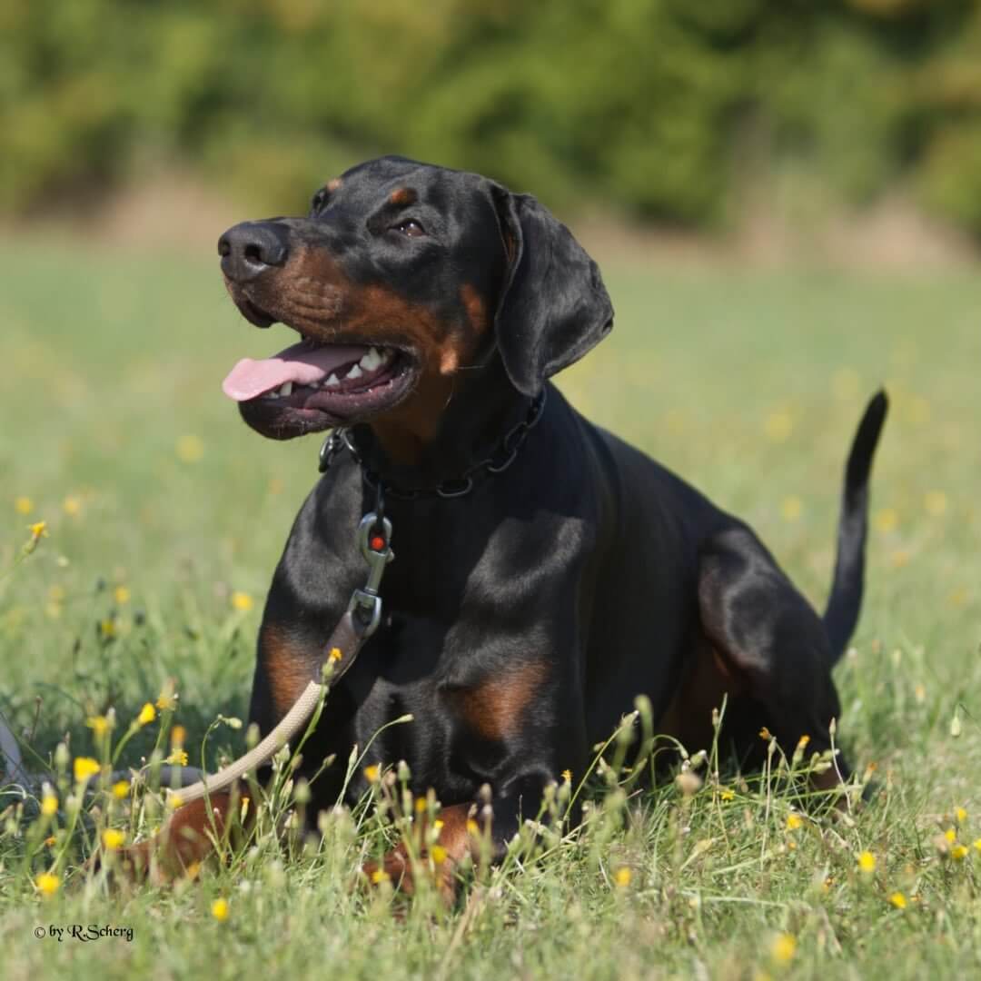conan.der.dobermann_